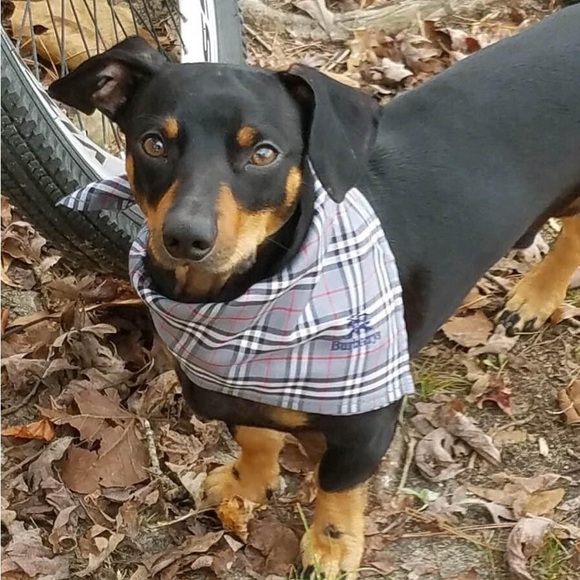 Meet your Posher, Michele - Picture 6 of 7